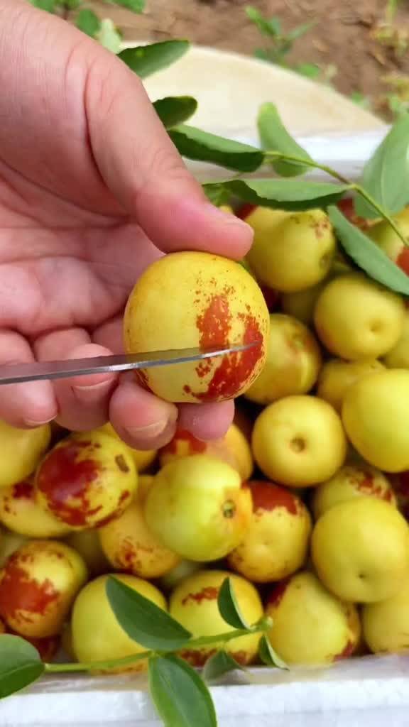 大荔與黃驊冬棗 產地直發(fā)，品質鮮甜