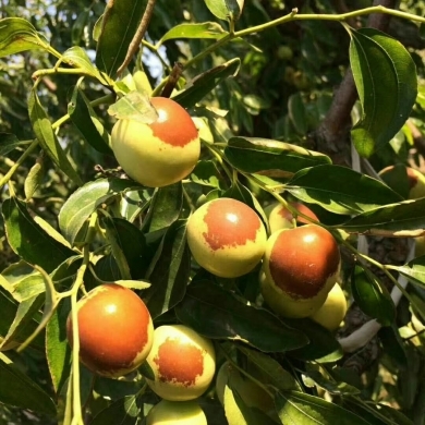 黃驊冬棗 冬季碩果，香甜滿(mǎn)園