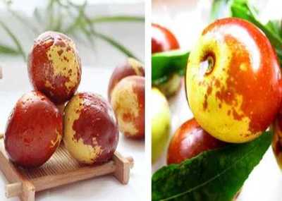 富平縣澤瑞源冬棗種植專業合作社與黃驊冬棗的產業發展探析