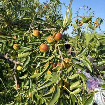 黃驊冬棗 個大皮薄，脆甜沁心的北方珍果