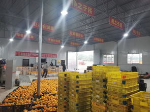 南溪區(qū)江南鎮(zhèn)農產品初加工廠 熱火朝天促加工，農副產品暢銷路