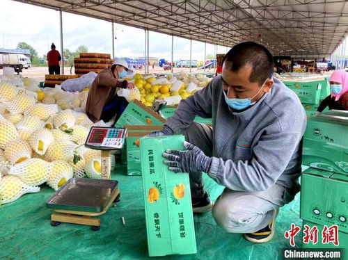 數(shù)字標簽賦能甘肅大漠蜜瓜，初級農產品收購打響金字招牌